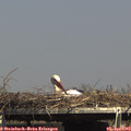 15_35-mast.jpg