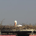 15_40-mast.jpg