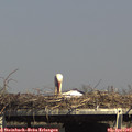 15_45-mast.jpg