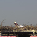 15_50-mast.jpg