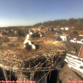 15_50-nest.jpg