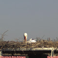 15_55-mast.jpg