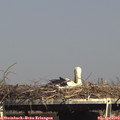 16_00-mast.jpg
