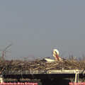16_15-mast.jpg