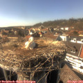 16_15-nest.jpg