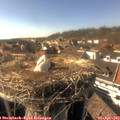 16_40-nest.jpg