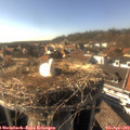 16_50-nest.jpg
