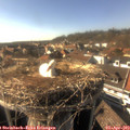 16_55-nest.jpg