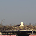 17_00-mast.jpg