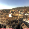 17_00-nest.jpg