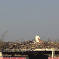 17_05-mast.jpg