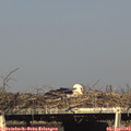 17_20-mast.jpg