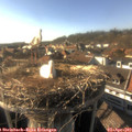 17_25-nest.jpg