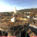 17_30-nest.jpg