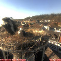 17_35-nest.jpg