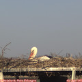 17_55-mast.jpg