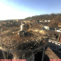 17_55-nest.jpg