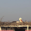 18_05-mast.jpg
