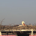 18_10-mast.jpg
