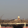 18_15-mast.jpg
