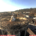 18_15-nest.jpg