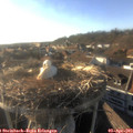 18_25-nest.jpg