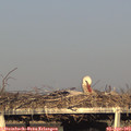 18_30-mast.jpg