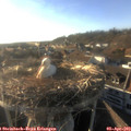 18_30-nest.jpg
