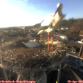 18_35-nest.jpg