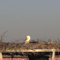 18_40-mast.jpg