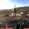 18_40-nest.jpg
