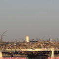 18_55-mast.jpg
