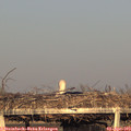 19_00-mast.jpg