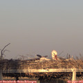 19_10-mast.jpg