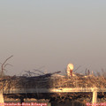19_15-mast.jpg