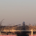 19_20-mast.jpg