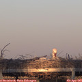 19_25-mast.jpg