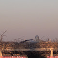 19_30-mast.jpg