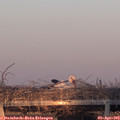 19_35-mast.jpg