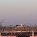 19_40-mast.jpg