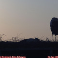 07_15-mast.jpg