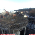 07_15-nest.jpg