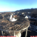 07_30-nest.jpg