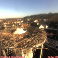 08_00-nest.jpg