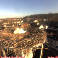 08_05-nest.jpg