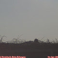 08_25-mast.jpg