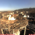 08_45-nest.jpg