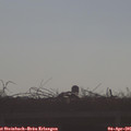 08_50-mast.jpg