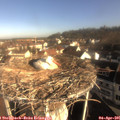 08_50-nest.jpg