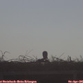 08_55-mast.jpg